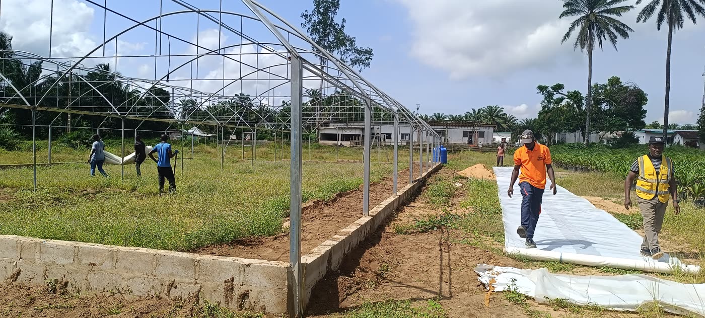 Serre de 600 m² réalisée pour le CNRA (Serre Ivoire)