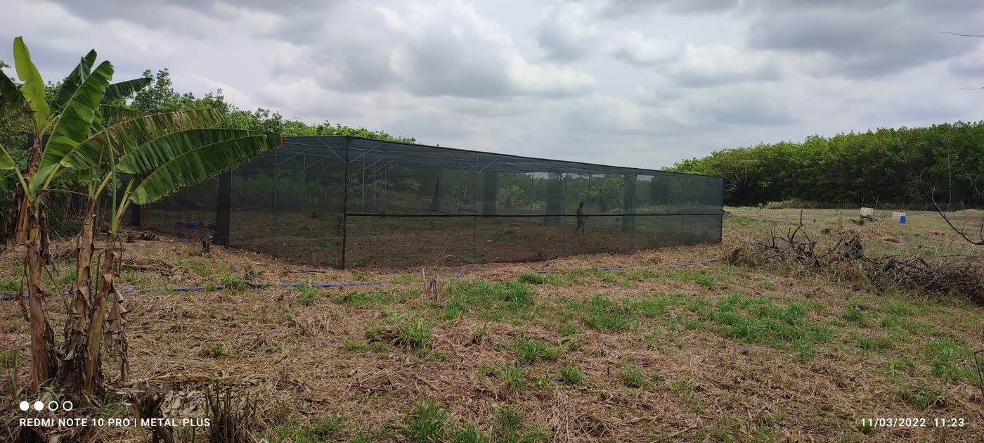 Ombrière de 500 m² pour la culture de vanille (Serre Ivoire)